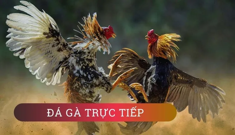 Khám Phá Sức Hút Đá Gà BJ88: Truyền Thống Gặp Gỡ Công Nghệ Hiện Đại 2 Khám Phá Sức Hút Đá Gà BJ88: Truyền Thống Gặp Gỡ Công Nghệ Hiện Đại